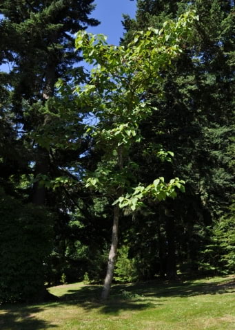 © UFEI, Urban Forest Ecosystem Institute, College of Agriculture at California Polytechnic State University, USA http://selectree.calpoly.edu/