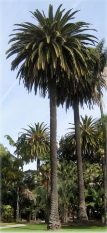 © UFEI, Urban Forest Ecosystem Institute, College of Agriculture at California Polytechnic State University, USA http://selectree.calpoly.edu/