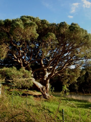 © Adriana Folch, Albert Mallol Anna Sais, Carlos gómez Gerard Carrión, Gerard Pie Joan Carles Gelabert, Josep Felip, Josep Mª Farrero, Pere Bartola, Rosa Cabarrocas i Salvador Soler, http://www.floracatalana.net