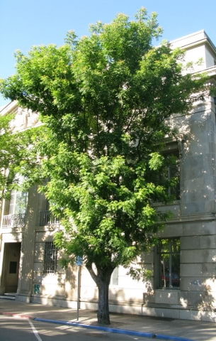© UFEI, Urban Forest Ecosystem Institute, College of Agriculture at California Polytechnic State University, USA http://selectree.calpoly.edu/