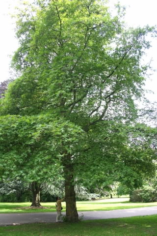 http://be.wikipedia.org/wiki/%D0%92%D1%8B%D1%8F%D0%B2%D0%B0:Platanus_orientalis_Digitata_JPG1a.jpg