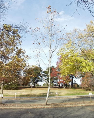 © UFEI, Urban Forest Ecosystem Institute, College of Agriculture at California Polytechnic State University, USA http://selectree.calpoly.edu/