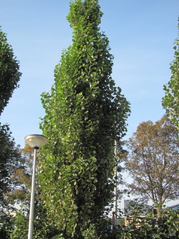 © Den Hertog Tuinplanten, www.jandenhertog.nl