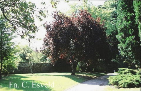 © Kwekerij PlantenTuin Esveld, www.esveld.nl