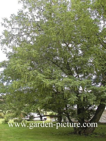 © Kwekerij PlantenTuin Esveld, www.esveld.nl