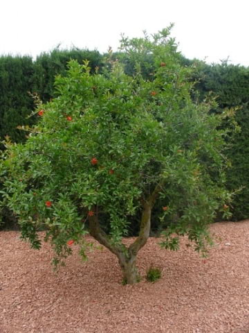 © Adriana Folch, Albert Mallol Anna Sais, Carlos gómez Gerard Carrión, Gerard Pie Joan Carles Gelabert, Josep Felip, Josep Mª Farrero, Pere Bartola, Rosa Cabarrocas i Salvador Soler, http://www.floracatalana.net
