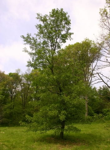 © UFEI, Urban Forest Ecosystem Institute, College of Agriculture at California Polytechnic State University, USA http://selectree.calpoly.edu/