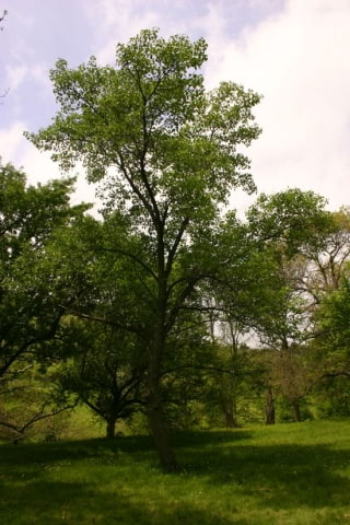 © UFEI, Urban Forest Ecosystem Institute, College of Agriculture at California Polytechnic State University, USA http://selectree.calpoly.edu/