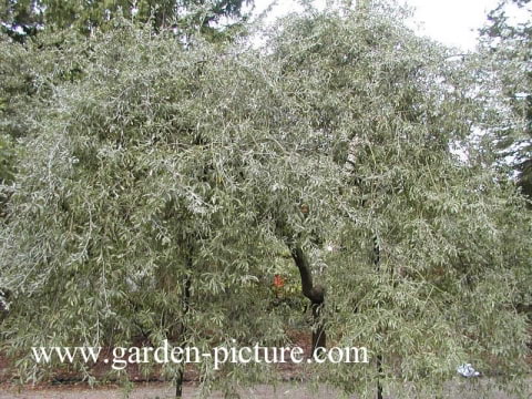 © Kwekerij PlantenTuin Esveld, www.esveld.nl