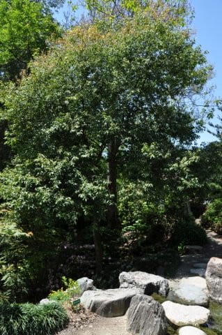 © UFEI, Urban Forest Ecosystem Institute, College of Agriculture at California Polytechnic State University, USA http://selectree.calpoly.edu/