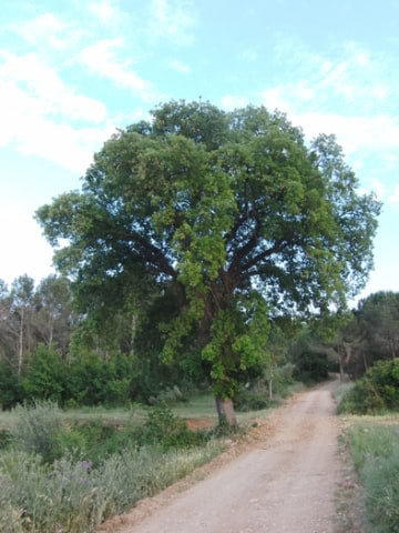 © Adriana Folch, Albert Mallol Anna Sais, Carlos gómez Gerard Carrión, Gerard Pie Joan Carles Gelabert, Josep Felip, Josep Mª Farrero, Pere Bartola, Rosa Cabarrocas i Salvador Soler, http://www.floracatalana.net