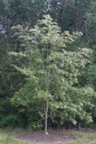 © Buchholz & Buchholz Nursery, http://buchholznursery.com/