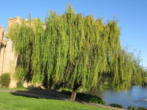 © UFEI, Urban Forest Ecosystem Institute, College of Agriculture at California Polytechnic State University, USA http://selectree.calpoly.edu/