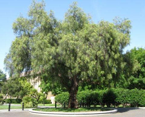 © UFEI, Urban Forest Ecosystem Institute, College of Agriculture at California Polytechnic State University, USA http://selectree.calpoly.edu/