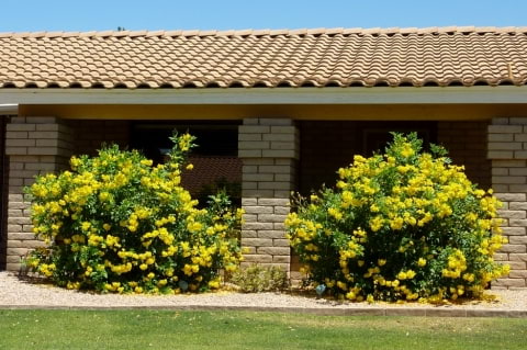 © Dr. Chris A. Martin, Arizona State University, USA http://www.public.asu.edu/~camartin/