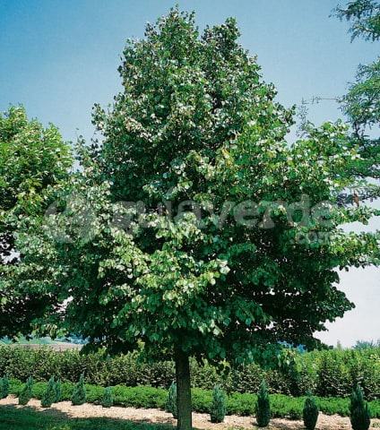 © Pl. Alquería Nova, 8 Bajo. 46014 Valencia, www.guiaverde.com/guia_de_plantas