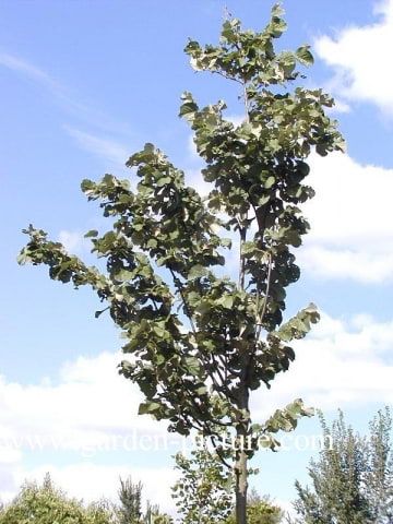 © Kwekerij PlantenTuin Esveld, www.esveld.nl