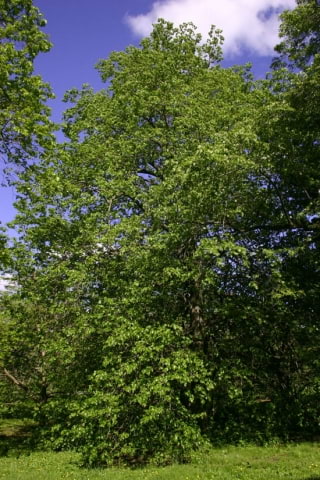© UFEI, Urban Forest Ecosystem Institute, College of Agriculture at California Polytechnic State University, USA http://selectree.calpoly.edu/