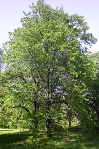 © UFEI, Urban Forest Ecosystem Institute, College of Agriculture at California Polytechnic State University, USA http://selectree.calpoly.edu/