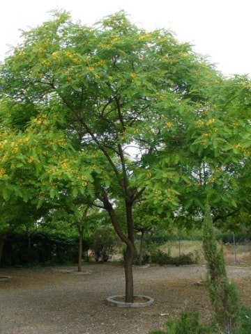 © Adriana Folch, Albert Mallol Anna Sais, Carlos gómez Gerard Carrión, Gerard Pie Joan Carles Gelabert, Josep Felip, Josep Mª Farrero, Pere Bartola, Rosa Cabarrocas i Salvador Soler, http://www.floracatalana.net