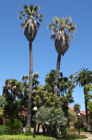 © UFEI, Urban Forest Ecosystem Institute, College of Agriculture at California Polytechnic State University, USA http://selectree.calpoly.edu/