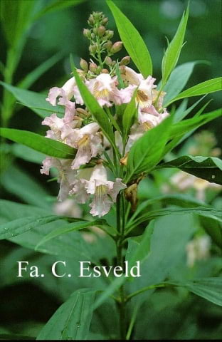 © Kwekerij PlantenTuin Esveld, www.esveld.nl