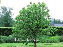 © Kwekerij PlantenTuin Esveld, www.esveld.nl
