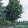 © Kwekerij PlantenTuin Esveld, www.esveld.nl