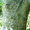 © UFEI, Urban Forest Ecosystem Institute, College of Agriculture at California Polytechnic State University, USA http://selectree.calpoly.edu/