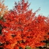 © Adriana Folch, Albert Mallol Anna Sais, Carlos gómez Gerard Carrión, Gerard Pie Joan Carles Gelabert, Josep Felip, Josep Mª Farrero, Pere Bartola, Rosa Cabarrocas i Salvador Soler, http://www.floracatalana.net