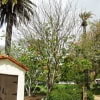 © Adriana Folch, Albert Mallol Anna Sais, Carlos gómez Gerard Carrión, Gerard Pie Joan Carles Gelabert, Josep Felip, Josep Mª Farrero, Pere Bartola, Rosa Cabarrocas i Salvador Soler, http://www.floracatalana.net