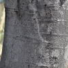 © UFEI, Urban Forest Ecosystem Institute, College of Agriculture at California Polytechnic State University, USA http://selectree.calpoly.edu/