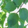 © UFEI, Urban Forest Ecosystem Institute, College of Agriculture at California Polytechnic State University, USA http://selectree.calpoly.edu/