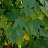 © Adriana Folch, Albert Mallol Anna Sais, Carlos gómez Gerard Carrión, Gerard Pie Joan Carles Gelabert, Josep Felip, Josep Mª Farrero, Pere Bartola, Rosa Cabarrocas i Salvador Soler, http://www.floracatalana.net