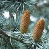 © UFEI, Urban Forest Ecosystem Institute, College of Agriculture at California Polytechnic State University, USA http://selectree.calpoly.edu/