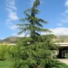 © UFEI, Urban Forest Ecosystem Institute, College of Agriculture at California Polytechnic State University, USA http://selectree.calpoly.edu/
