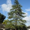 © UFEI, Urban Forest Ecosystem Institute, College of Agriculture at California Polytechnic State University, USA http://selectree.calpoly.edu/