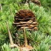 © UFEI, Urban Forest Ecosystem Institute, College of Agriculture at California Polytechnic State University, USA http://selectree.calpoly.edu/