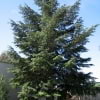http://ar.wikipedia.org/wiki/%D9%85%D9%84%D9%81:Phoenix_dactylifera_Murcia_Spain.jpg