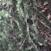 © UFEI, Urban Forest Ecosystem Institute, College of Agriculture at California Polytechnic State University, USA http://selectree.calpoly.edu/