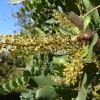 © Adriana Folch, Albert Mallol Anna Sais, Carlos gómez Gerard Carrión, Gerard Pie Joan Carles Gelabert, Josep Felip, Josep Mª Farrero, Pere Bartola, Rosa Cabarrocas i Salvador Soler, http://www.floracatalana.net