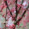 © Kwekerij PlantenTuin Esveld, www.esveld.nl