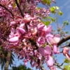 © Adriana Folch, Albert Mallol Anna Sais, Carlos gómez Gerard Carrión, Gerard Pie Joan Carles Gelabert, Josep Felip, Josep Mª Farrero, Pere Bartola, Rosa Cabarrocas i Salvador Soler, http://www.floracatalana.net