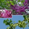 © Adriana Folch, Albert Mallol Anna Sais, Carlos gómez Gerard Carrión, Gerard Pie Joan Carles Gelabert, Josep Felip, Josep Mª Farrero, Pere Bartola, Rosa Cabarrocas i Salvador Soler, http://www.floracatalana.net