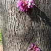 © Adriana Folch, Albert Mallol Anna Sais, Carlos gómez Gerard Carrión, Gerard Pie Joan Carles Gelabert, Josep Felip, Josep Mª Farrero, Pere Bartola, Rosa Cabarrocas i Salvador Soler, http://www.floracatalana.net