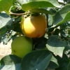 © Adriana Folch, Albert Mallol Anna Sais, Carlos gómez Gerard Carrión, Gerard Pie Joan Carles Gelabert, Josep Felip, Josep Mª Farrero, Pere Bartola, Rosa Cabarrocas i Salvador Soler, http://www.floracatalana.net