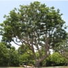 © UFEI, Urban Forest Ecosystem Institute, College of Agriculture at California Polytechnic State University, USA http://selectree.calpoly.edu/