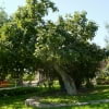 © Adriana Folch, Albert Mallol Anna Sais, Carlos gómez Gerard Carrión, Gerard Pie Joan Carles Gelabert, Josep Felip, Josep Mª Farrero, Pere Bartola, Rosa Cabarrocas i Salvador Soler, http://www.floracatalana.net