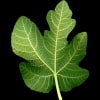 © Adriana Folch, Albert Mallol Anna Sais, Carlos gómez Gerard Carrión, Gerard Pie Joan Carles Gelabert, Josep Felip, Josep Mª Farrero, Pere Bartola, Rosa Cabarrocas i Salvador Soler, http://www.floracatalana.net