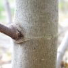 © UFEI, Urban Forest Ecosystem Institute, College of Agriculture at California Polytechnic State University, USA http://selectree.calpoly.edu/